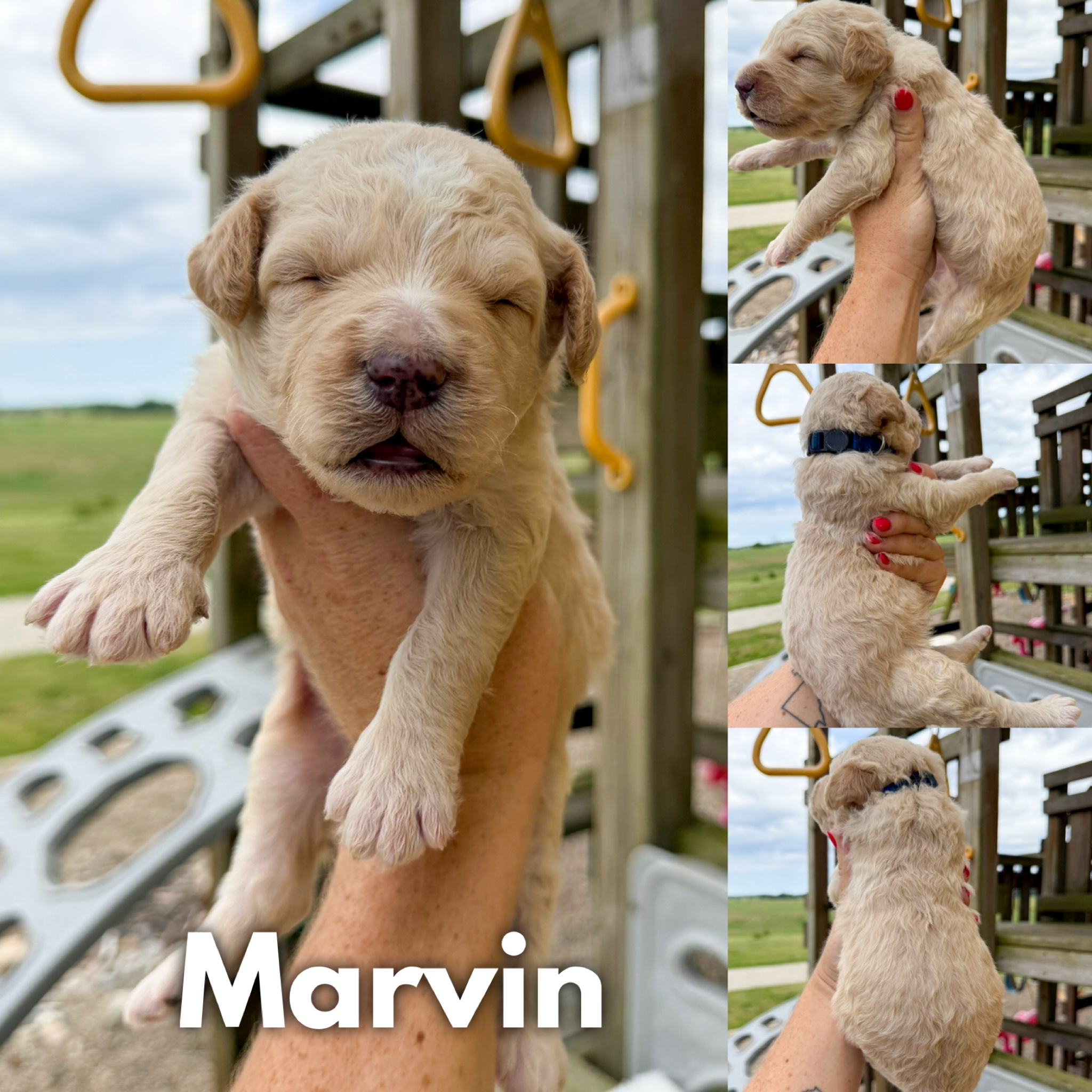 Marvin 1